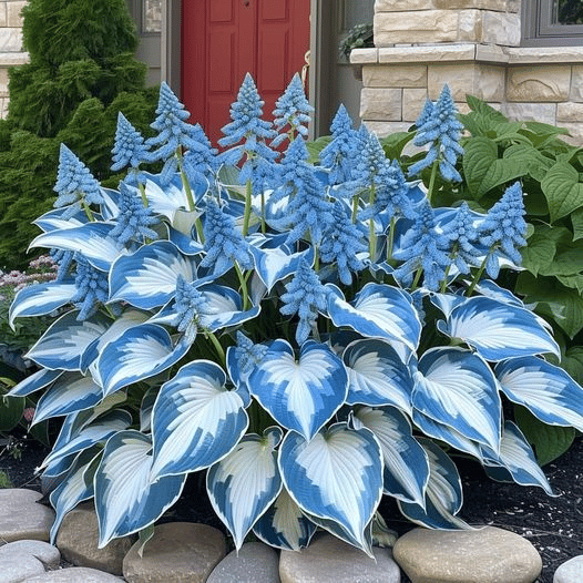 🌿Shade-Tolerant Plant