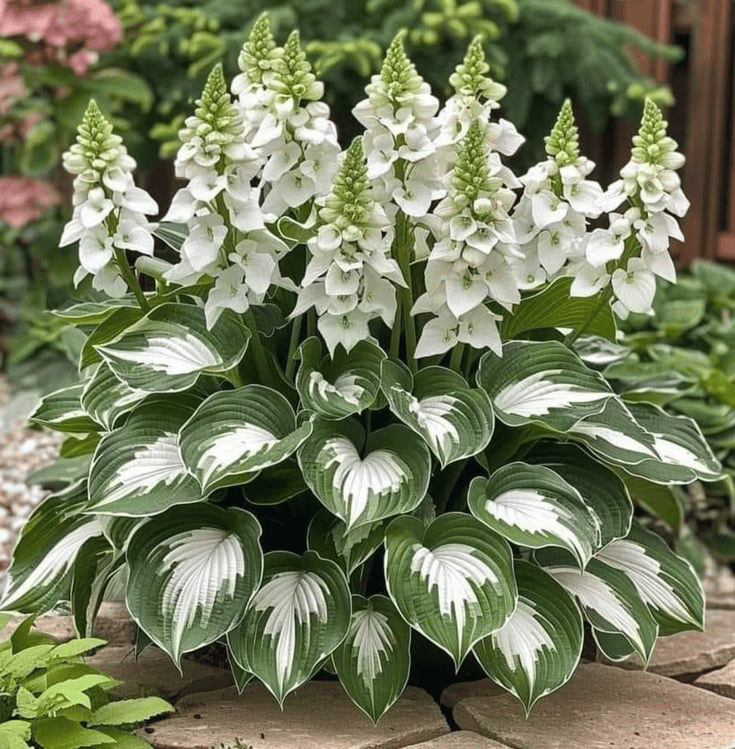 Premium Rare Hosta Seeds🌿Shade-Tolerant Plant