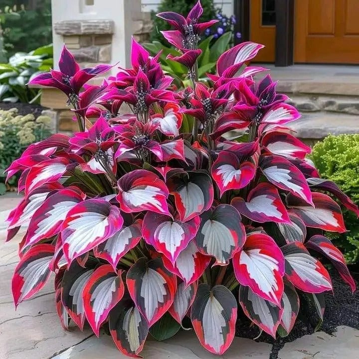 Premium Rare Hosta Seeds🌿Shade-Tolerant Plant