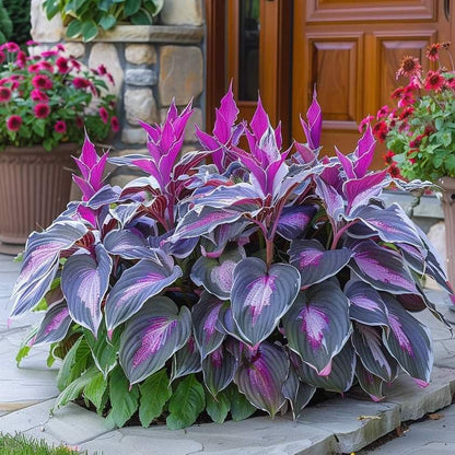 Premium Rare Hosta Seeds🌿Shade-Tolerant Plant