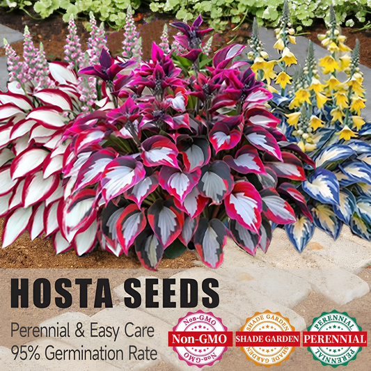 Premium Rare Hosta Seeds🌿Shade-Tolerant Plant