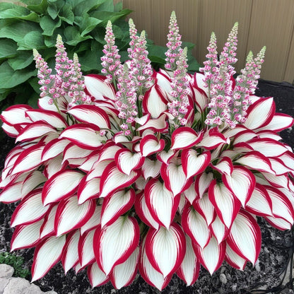 Premium Rare Hosta Seeds🌿Shade-Tolerant Plant