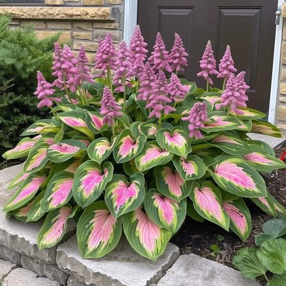 Premium Rare Hosta Seeds🌿Shade-Tolerant Plant