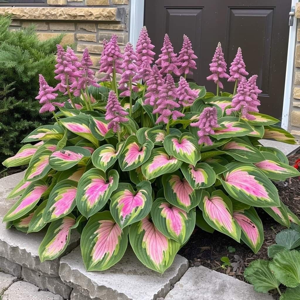 🌿Shade-Tolerant Plant