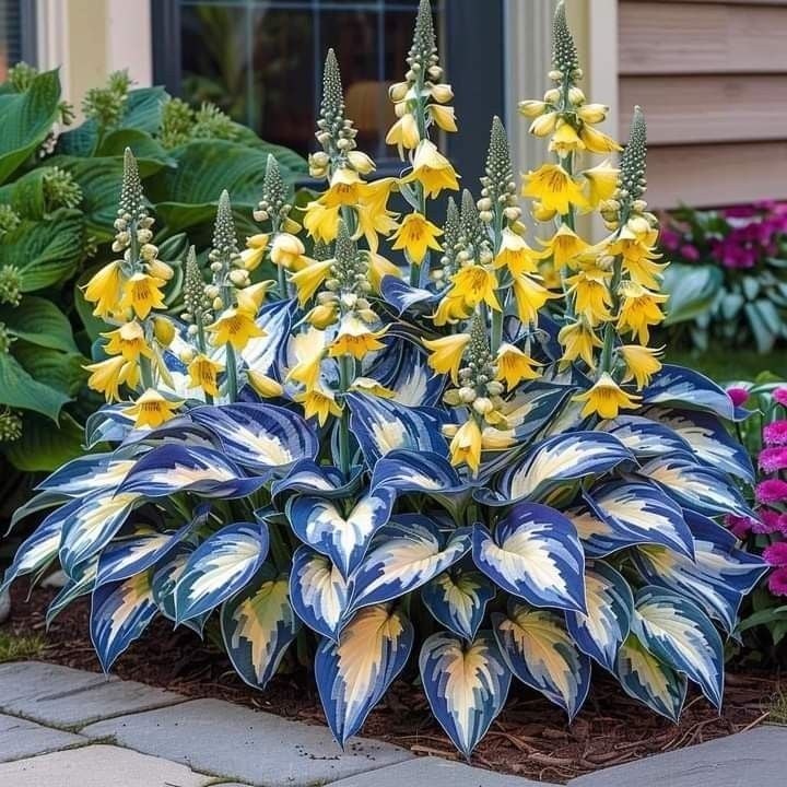 🌿Shade-Tolerant Plant