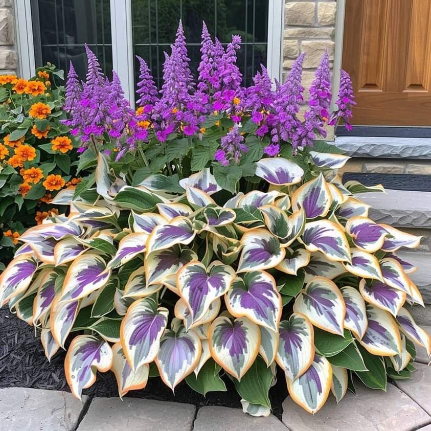 🌿Shade-Tolerant Plant